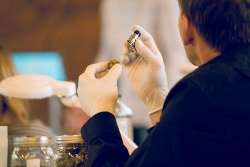 Becoming a Cannabis Sommelier Becoming a Cannabis Sommelier