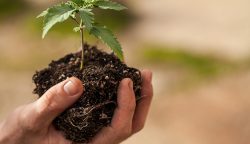 craft vs corporate cannabis